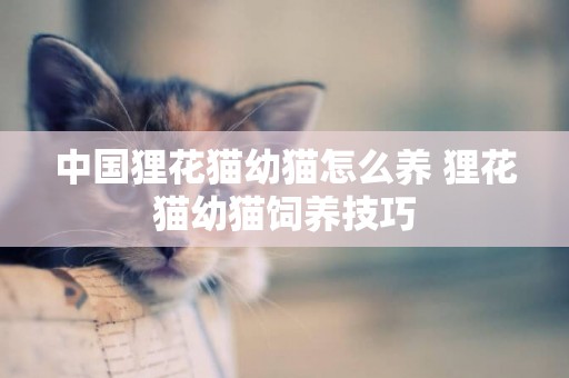 中國貍花貓幼貓怎么養 貍花貓幼貓飼養技巧
