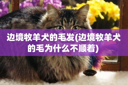 邊境牧羊犬的毛發(邊境牧羊犬的毛為什么不順著) 