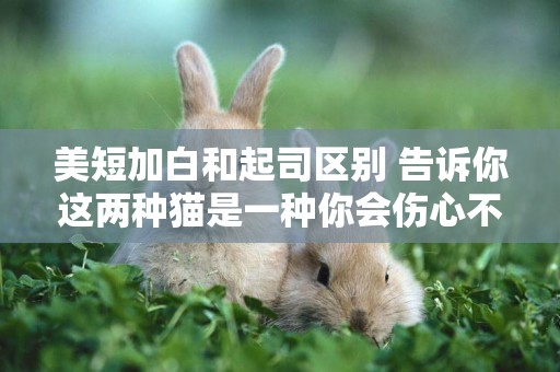 美短加白和起司區別 告訴你這兩種貓是一種你會傷心不？