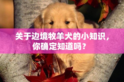 關于邊境牧羊犬的小知識，你確定知道嗎？ 