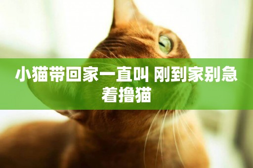 小貓帶回家一直叫 剛到家別急著擼貓