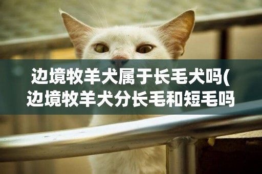 邊境牧羊犬屬于長毛犬嗎(邊境牧羊犬分長毛和短毛嗎) 