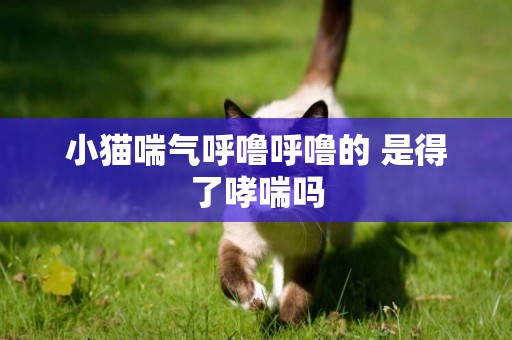 小貓喘氣呼嚕呼嚕的 是得了哮喘嗎