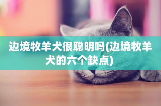 邊境牧羊犬很聰明嗎(邊境牧羊犬的六個缺點) 