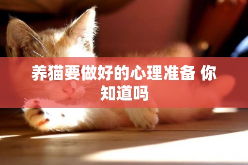 養貓要做好的心理準備 你知道嗎