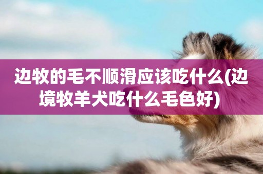邊牧的毛不順滑應該吃什么(邊境牧羊犬吃什么毛色好) 