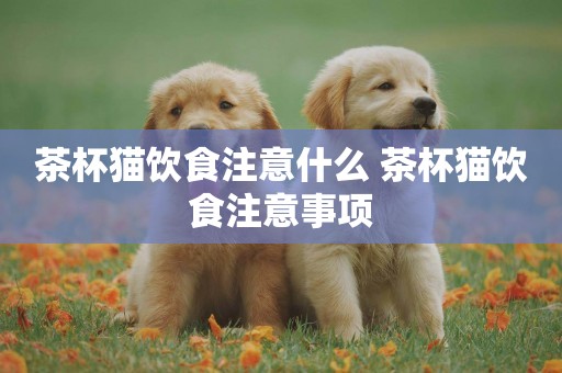 茶杯貓飲食注意什么 茶杯貓飲食注意事項