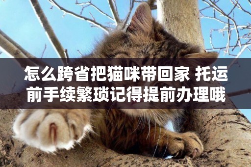 怎么跨省把貓咪帶回家 托運前手續繁瑣記得提前辦理哦！