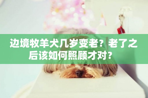 邊境牧羊犬幾歲變老？老了之后該如何照顧才對？ 
