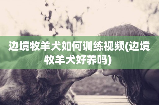 邊境牧羊犬如何訓練視頻(邊境牧羊犬好養嗎) 