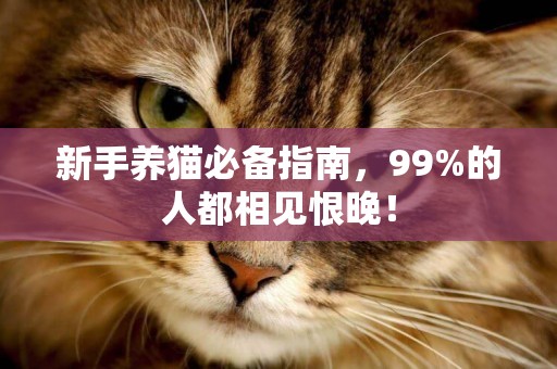 新手養貓必備指南，99%的人都相見恨晚！