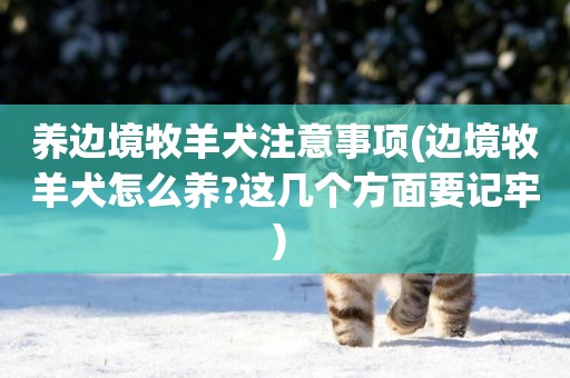 養邊境牧羊犬注意事項(邊境牧羊犬怎么養?這幾個方面要記牢) 