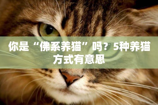 你是“佛系養貓”嗎？5種養貓方式有意思