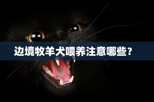 邊境牧羊犬喂養注意哪些？ 