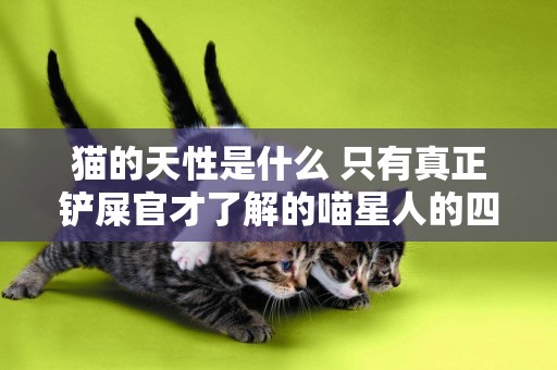 貓的天性是什么 只有真正鏟屎官才了解的喵星人的四大天性