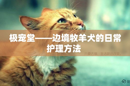 極寵堂——邊境牧羊犬的日常護理方法 