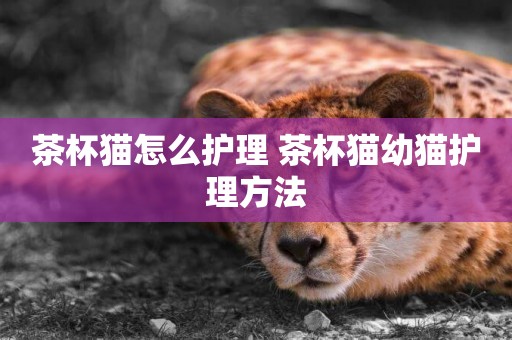 茶杯貓怎么護理 茶杯貓幼貓護理方法