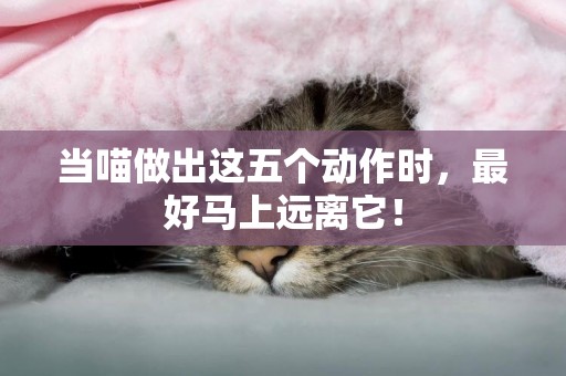 當喵做出這五個動作時,最好馬上遠離它! 當喵做出這五個動作時,最好馬上遠離它!