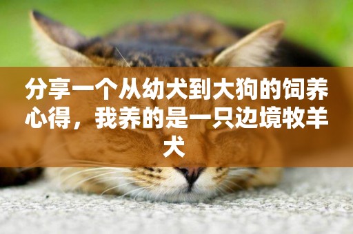 分享一個從幼犬到大狗的飼養心得，我養的是一只邊境牧羊犬 