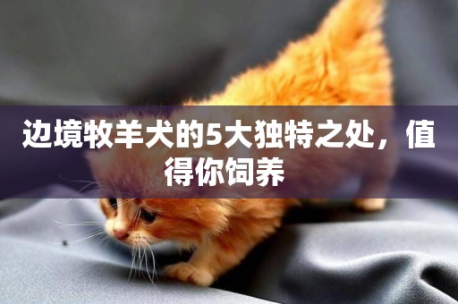 邊境牧羊犬的5大獨特之處，值得你飼養 