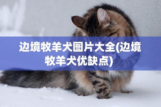邊境牧羊犬圖片大全(邊境牧羊犬優缺點) 