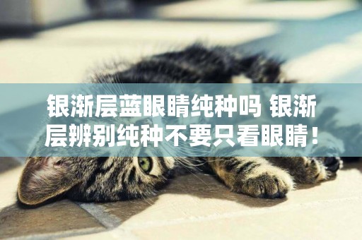 銀漸層藍眼睛純種嗎 銀漸層辨別純種不要只看眼睛！