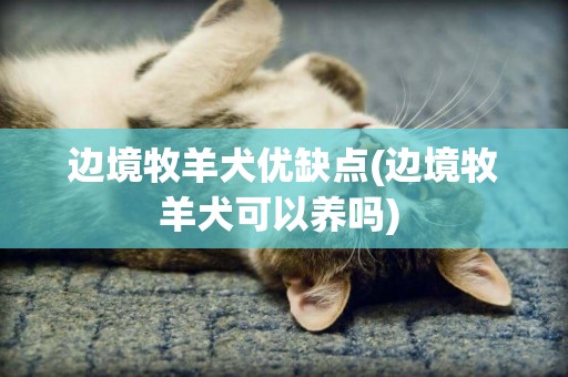 邊境牧羊犬優缺點(邊境牧羊犬可以養嗎) 