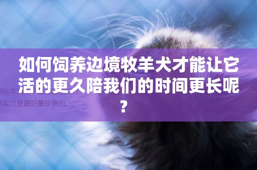 如何飼養邊境牧羊犬才能讓它活的更久陪我們的時間更長呢？ 