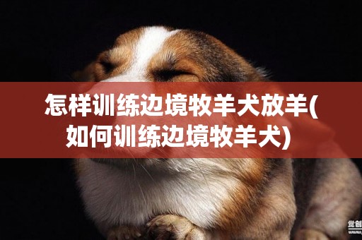 怎樣訓練邊境牧羊犬放羊(如何訓練邊境牧羊犬) 