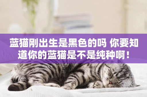 藍貓剛出生是黑色的嗎 你要知道你的藍貓是不是純種啊！