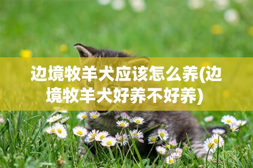 邊境牧羊犬應該怎么養(邊境牧羊犬好養不好養) 
