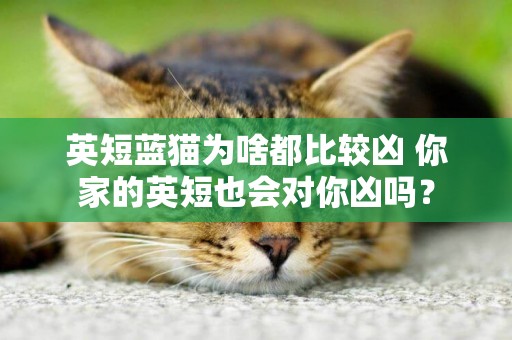 英短藍貓為啥都比較兇 你家的英短也會對你兇嗎？