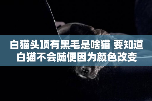 白貓頭頂有黑毛是啥貓 要知道白貓不會隨便因為顏色改變
