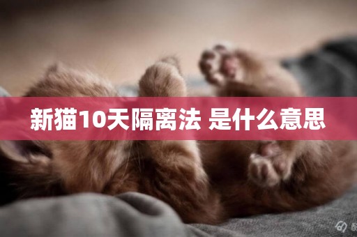 新貓10天隔離法 是什么意思