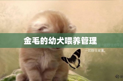 金毛的幼犬喂養管理 