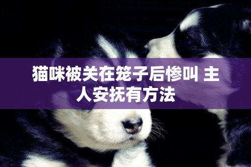貓咪被關在籠子后慘叫 主人安撫有方法