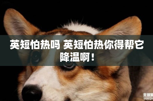 英短怕熱嗎 英短怕熱你得幫它降溫啊！