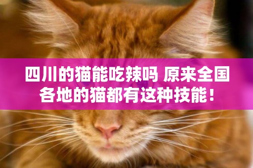 四川的貓能吃辣嗎 原來全國各地的貓都有這種技能！