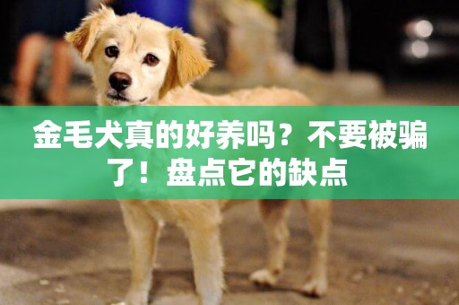 金毛犬真的好養嗎？不要被騙了！盤點它的缺點 