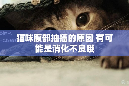 貓咪腹部抽搐的原因 有可能是消化不良哦