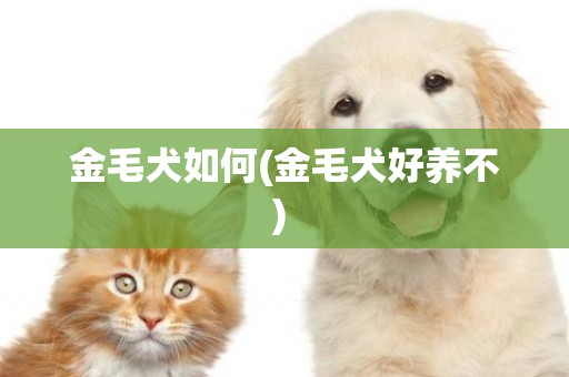 金毛犬如何(金毛犬好養不) 