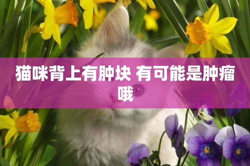 貓咪背上有腫塊 有可能是腫瘤哦