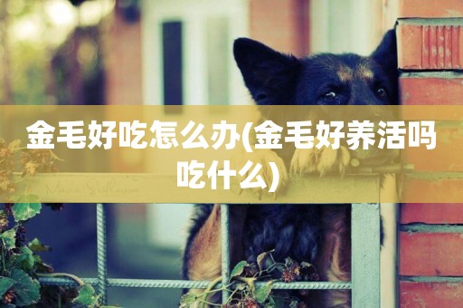 金毛好吃怎么辦(金毛好養活嗎吃什么) 