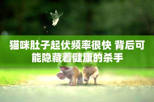 貓咪肚子起伏頻率很快 背后可能隱藏著健康的殺手