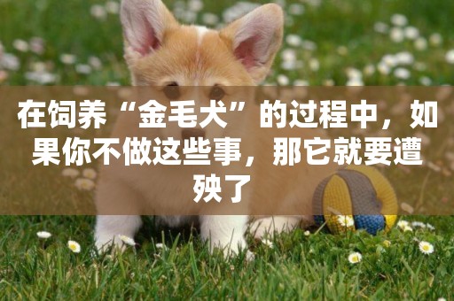 在飼養“金毛犬”的過程中，如果你不做這些事，那它就要遭殃了 