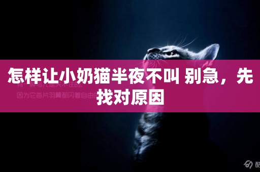 怎樣讓小奶貓半夜不叫 別急，先找對原因