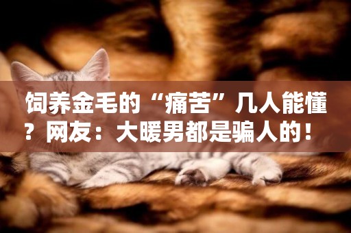 飼養金毛的“痛苦”幾人能懂？網友：大暖男都是騙人的！ 