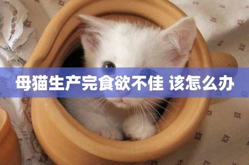 母貓生產完食欲不佳 該怎么辦