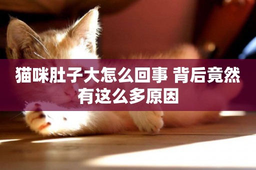 貓咪肚子大怎么回事 背后竟然有這么多原因