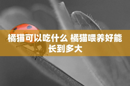 橘貓可以吃什么 橘貓喂養好能長到多大